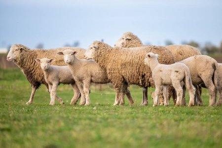 Schafsfamilie auf dem Hof.