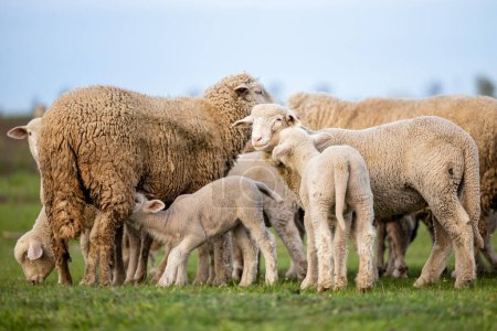 Sheep domestic animals at the farm.