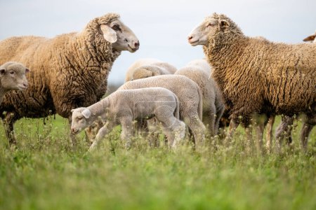 Moutons et agneaux mangeant de l'herbe à la ferme.