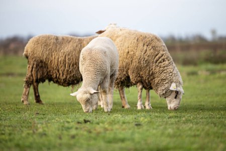 Schafe stehen und grasen auf Ackerland.