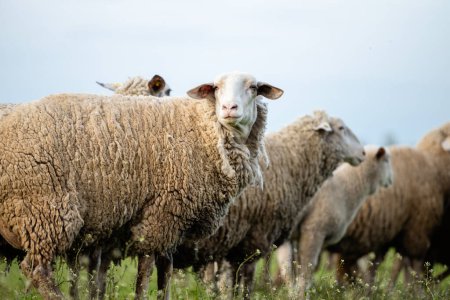 Vue rapprochée de l'agneau debout à la ferme.