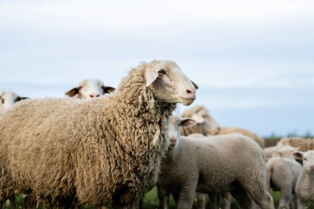 Groupe d'ovins et d'agneaux debout à la ferme.