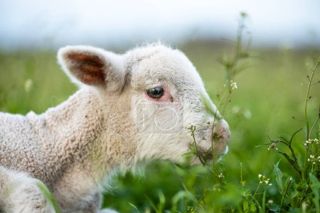 Niedliches kleines Lamm liegt im Gras auf dem Bauernhof.