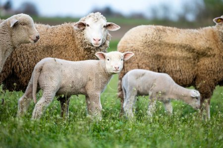 Schaf- und Lammgruppe auf dem Hof.