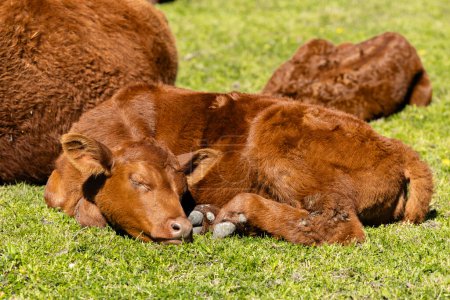 Group of young cows sleeping on farmland.
