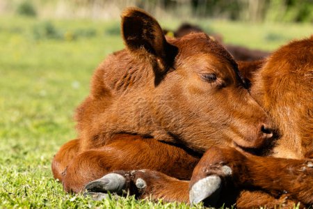 Close up view of calf domestic animal lying on grass and sleeping. Livestock breeding and production.