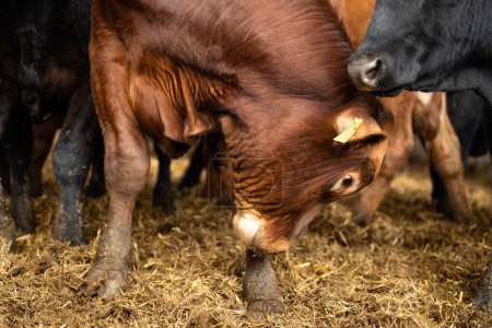 Bull farm and domestic animals breeding.