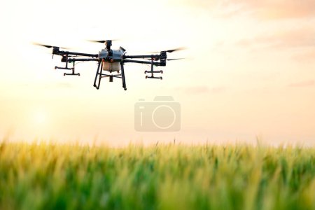 Landwirtschaftliche Drohne fliegt bei Sonnenuntergang über das Feld und versprüht Pflanzen mit Chemikalien.