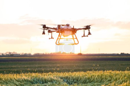 Drohne fliegt bei Sonnenuntergang über landwirtschaftliches Feld und versprüht Pflanzen.