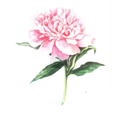Photo for Watercolor peony flower isolated on white background. watercolor illustration for card, invitation, card, greeting, wedding, greeting, birthday. - Royalty Free Image