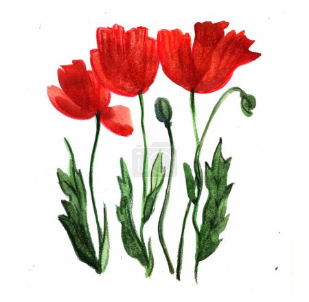 Téléchargez les photos : Fleurs de pavot rouge sur un fond blanc. illustration aquarelle pour carte postale, cartes de vœux. - en image libre de droit