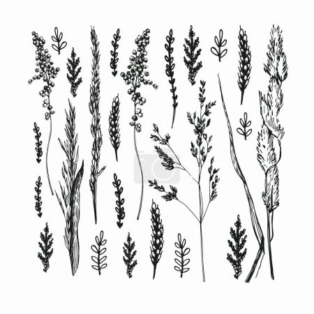 Ilustración de Campo de hierba de cereales ilustración dibujada a mano - Imagen libre de derechos