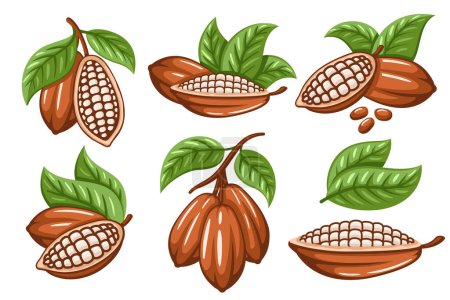 Illustration for Set of cocoa beans isolated on white background. Logo template. Cacao bod. elements. Vector illustration - Royalty Free Image