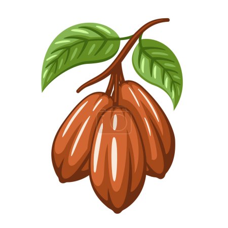 Ilustración de Frijoles de cacao aislados sobre fondo blanco. Plantilla Logo. Judías de cacao. Elementos de diseño. Ilustración vectorial - Imagen libre de derechos