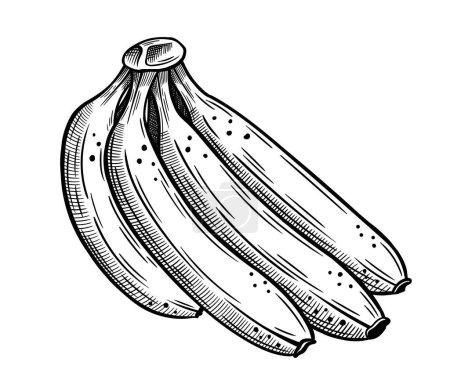 Illustration for Hand drawn bananas sketch isolated on white background. Vector illustration - Royalty Free Image