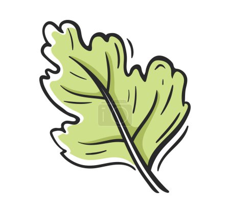 Persil vert isolé sur fond blanc. Icône de persil frais dans le style dessin animé. Illustration vectorielle