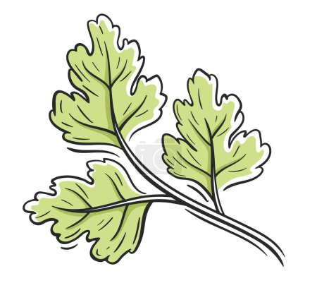 Grüne Petersilie isoliert auf weißem Hintergrund. Frische Petersilie im Cartoon-Stil. Vektorillustration