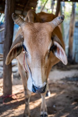 Photo for The cows are in the pen, inside listening to a song from Thailand - Royalty Free Image