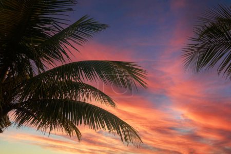 Photo for Palm Trees silhouetted by a beautiful sunrise on in the tropical paradise of the Philippines - Royalty Free Image