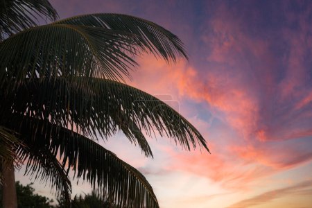 Foto de Palmeras siluetas por un hermoso amanecer en el paraíso tropical de Filipinas - Imagen libre de derechos