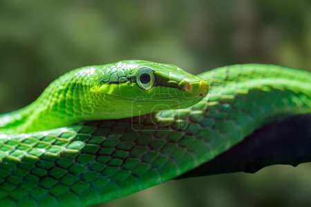 Photo for Red tailed ratsnake, Gonyosoma oxycephala is found throughout the tropical forest of Southeaast Asia - Royalty Free Image