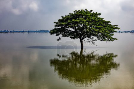 Photo for Lone tree silhouetted in a shallow lake out in countryside outside Manila Philippines - Royalty Free Image