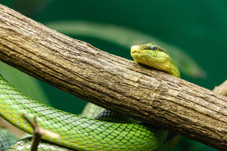Foto de Serpiente de cola roja, Gonyosoma oxycephala se encuentra en todo el bosque tropical del sudeste asiático - Imagen libre de derechos