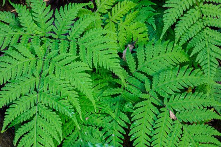 Photo for Beautiful pattern of Ferns in the forests of mainland China - Royalty Free Image