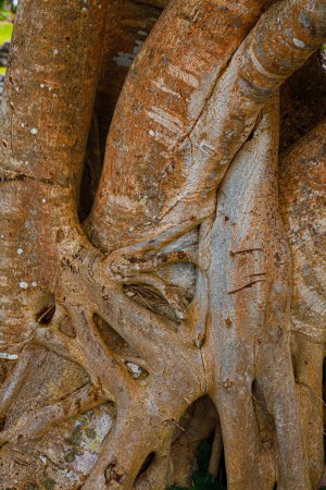 Photo for Twisted roots of a ficus tree in Cancun Mexico - Royalty Free Image