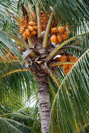 Téléchargez les photos : Le cocotier, Cocos nucifera, avec un bouquet de noix de coco au ciel bleu - en image libre de droit