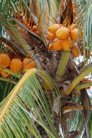 Foto de La palmera de coco, Cocos nucifera, con un montón de cocos con un cielo azul - Imagen libre de derechos