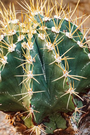 Foto de Close up of a Golden Barrel Cactus  (Ferocatus glaucescens) in a garden - Imagen libre de derechos