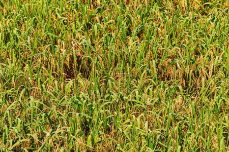 Téléchargez les photos : Terrain de riz prêt à être récolté dans les terrasses de riz Dragon, ou Longji Rice Terraces en chinois, situé près du village de Ping'an dans le nord de Guilin, Guangxi Zhuang Région autonome aka Guangxi Province Chine - en image libre de droit