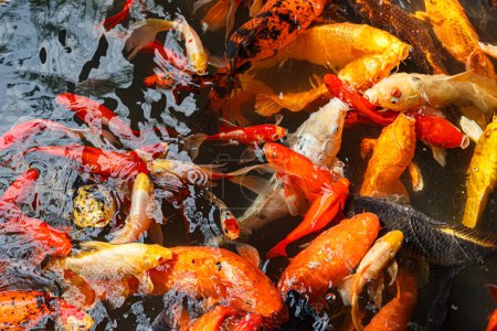 Foto de Alimentar a los peces de colores Koi con biberón es una forma muy popular de entretenimiento en Chengdu China. - Imagen libre de derechos