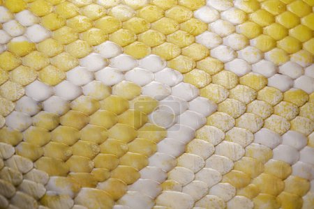 Foto de Close up of an albino Burmese Python Python bivitattus scales - Imagen libre de derechos