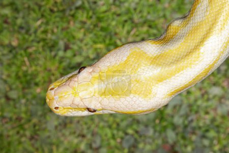 Foto de Close up of albino Burmese Python with a beautiful pattern - Imagen libre de derechos