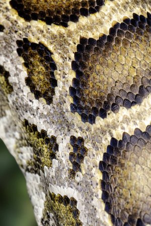 Foto de Close up of a Burmese Python Python bivitattus scales - Imagen libre de derechos