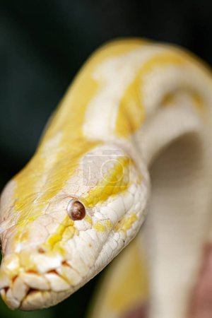 Foto de Close up of an albino Burmese Python Python bivitattus with a beautiful pattern - Imagen libre de derechos