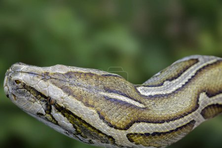 Foto de Close up of Burmese Python Python bivitattus with a beautiful pattern - Imagen libre de derechos