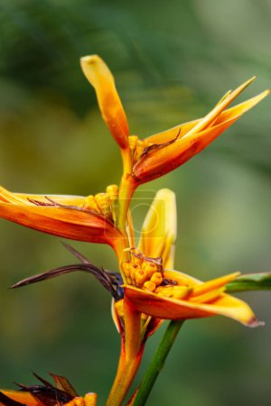 Photo for Beautiful orange and yellow Heliconia flower isolated on a green background with copy space - Royalty Free Image