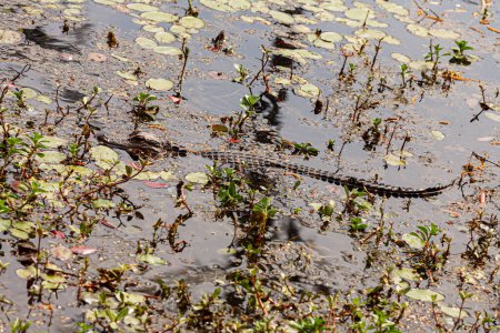 Téléchargez les photos : Juvenile American Alligator Alligator mississippiensis lying on a log sunning in a swamp - en image libre de droit