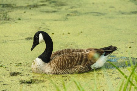 Téléchargez les photos : Canada Goose Branta canadensis swimming in a duckweed covered swamp in southern America, USA - en image libre de droit