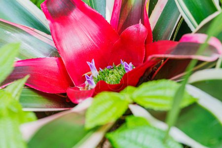 Foto de Close up of a beautiful red Bromeliad flower a common house plant - Imagen libre de derechos