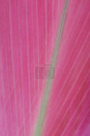 Foto de Hojas de color rosa o rosa de una planta de interior tropical - Imagen libre de derechos