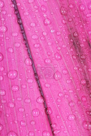 Téléchargez les photos : Feuilles roses ou roses d'une plante d'intérieur tropicale avec des gouttes de rosée - en image libre de droit