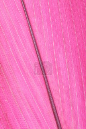 Foto de Pink or Rose colored leaves from a tropical houseplant - Imagen libre de derechos
