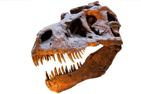 Foto de Tyrannosaurus Rex skull isolated on white background with copy space - Imagen libre de derechos
