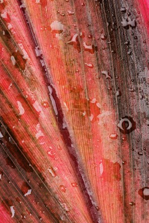 Téléchargez les photos : Feuilles roses ou roses d'une plante d'intérieur tropicale avec des gouttes de rosée - en image libre de droit
