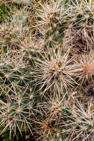 Téléchargez les photos : Gros plan d'un cholla cactus (Opuntia spp.) à Joshua Tree National Park, Californie, États-Unis - en image libre de droit