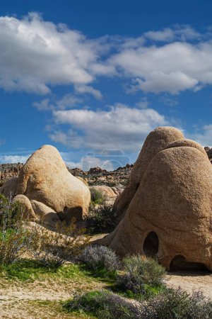Foto de Formaciones rocosas de granito en el Parque Nacional Joshua Tree, California. Estados Unidos - Imagen libre de derechos